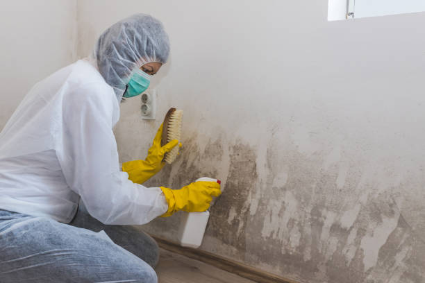 Best Mold Damage Repair  in Peshtigo, WI