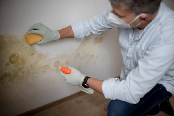 Best Mold Damage Repair  in Peshtigo, WI