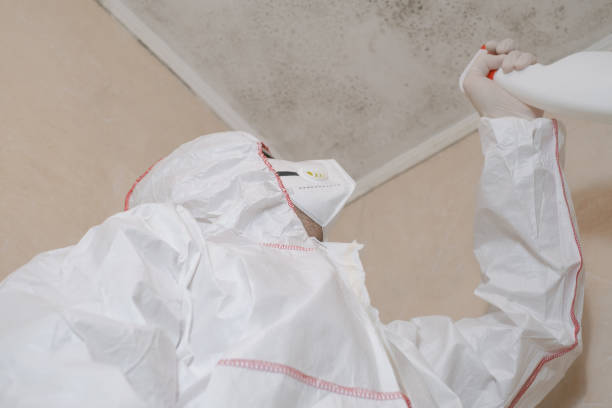 Professional Mold Removal in Peshtigo, WI