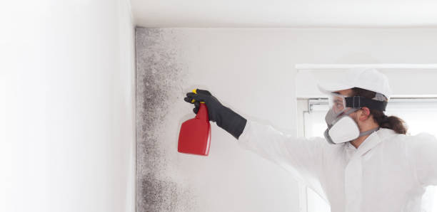 Mold Removal and Inspection in Peshtigo, WI