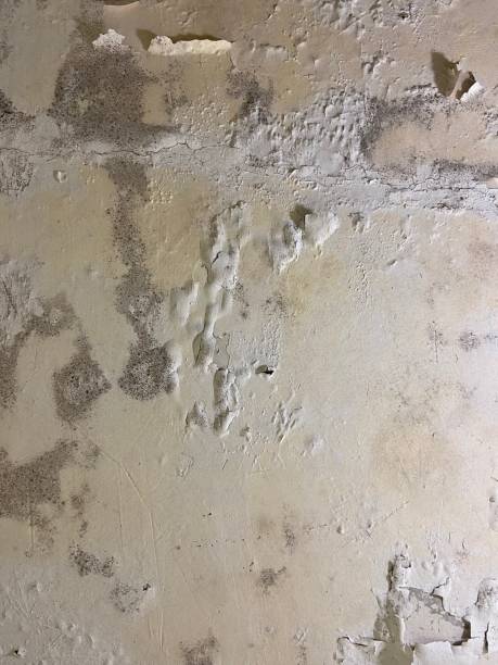 Best Mold Removal Process  in Peshtigo, WI