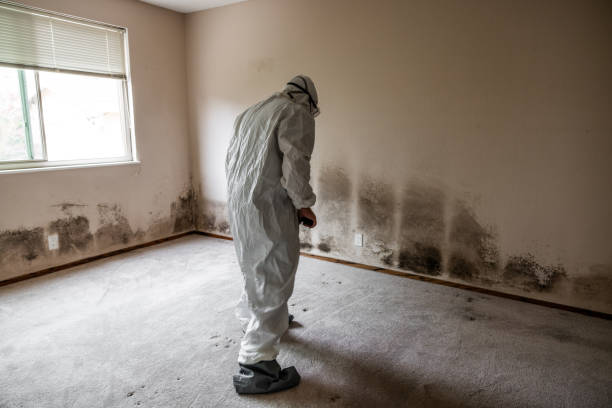Best Attic Mold Removal  in Peshtigo, WI