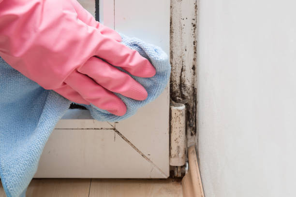 Best Commercial Mold Removal  in Peshtigo, WI