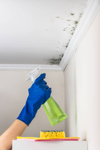 Best Mold Testing  in Peshtigo, WI