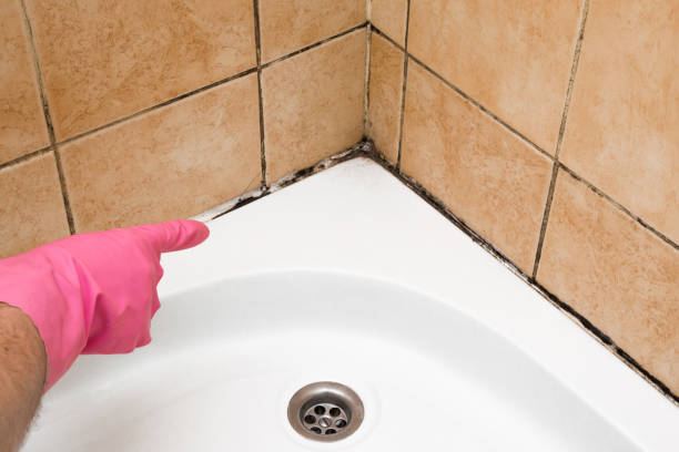 Best Crawl Space Mold Removal  in Peshtigo, WI